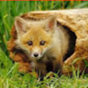 Meet your Posher, Donald